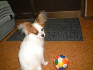 ���[���ƃ{�[��